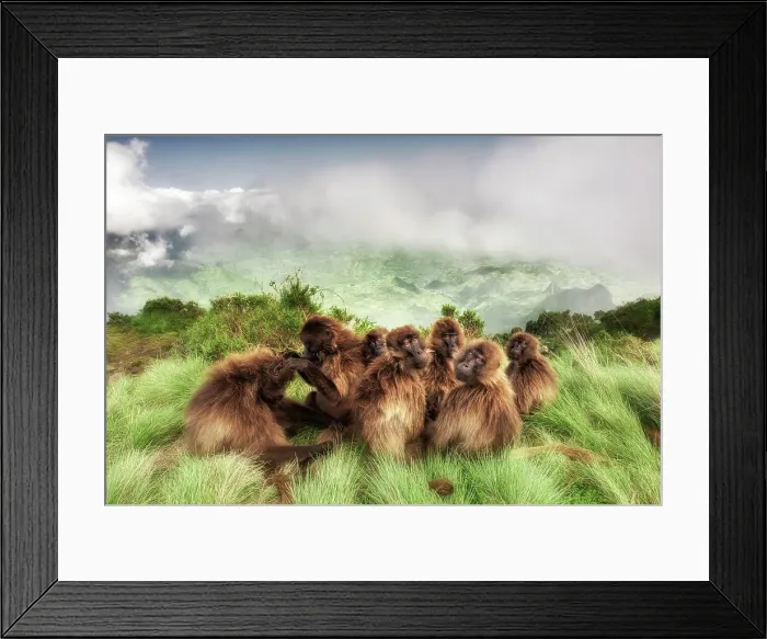 Framed Print : Gelada baboon family in Simien Mountains National Park, Northern Ethiopia Framed Print : Gelada baboon family in Simien Mountains National Park, Northern Ethiopia