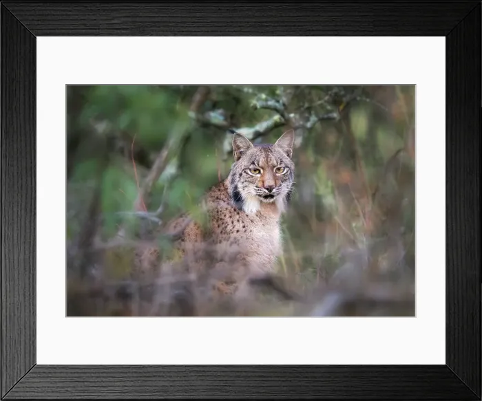 Framed Print : Iberian lynx in Sierra de Andujar, Spain Framed Print : Iberian lynx in Sierra de Andujar, Spain