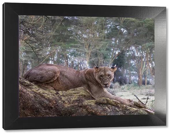 Lion resting on a tree in Lake Nakuru National Park, Nakuru, Kenya