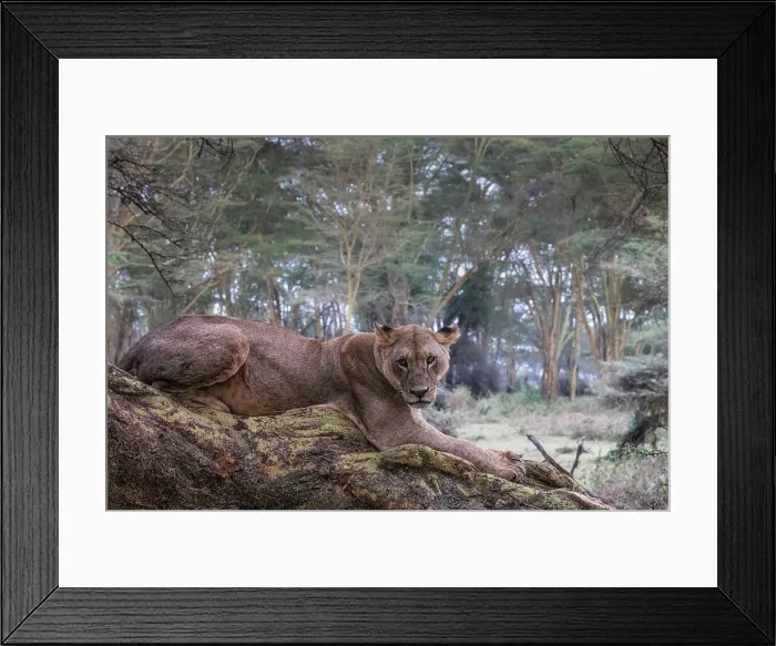 Framed Print : Lion resting on a tree in Lake Nakuru National Park, Nakuru, Kenya Framed Print : Lion resting on a tree in Lake Nakuru National Park, Nakuru, Kenya