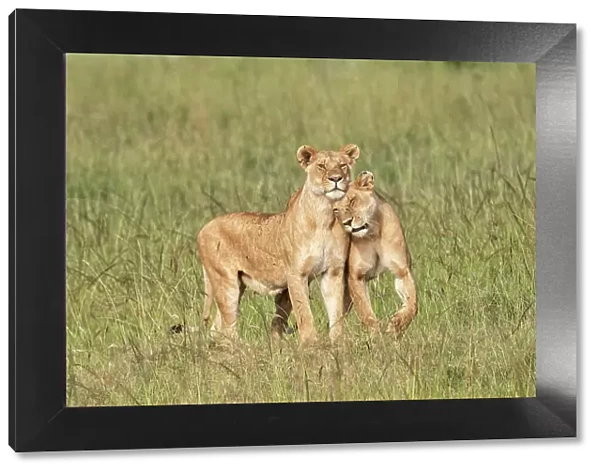 Lions in the high grass in the Maasaimara, Kenya