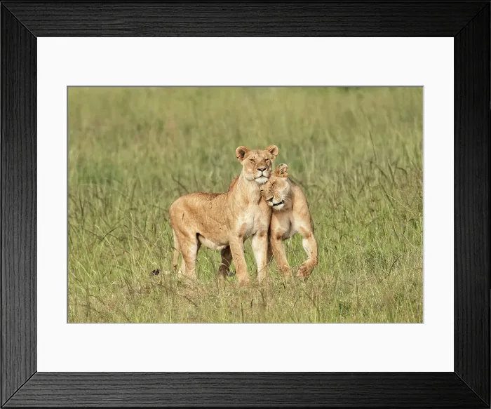 Framed Print : Lions in the high grass in the Maasaimara, Kenya Framed Print : Lions in the high grass in the Maasaimara, Kenya