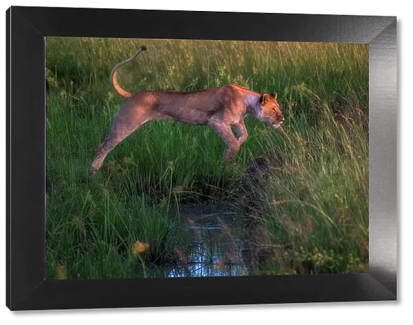 Lioness jumping over a stream in the Maasaimara, Kenya