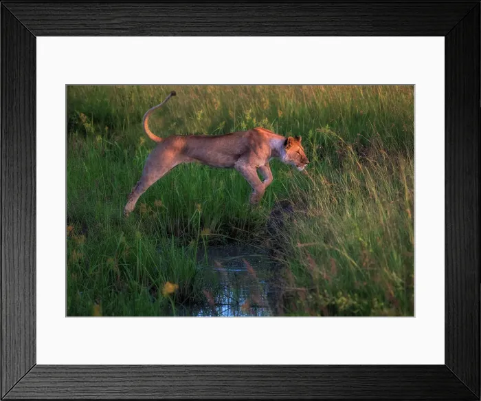 Framed Print : Lioness jumping over a stream in the Maasaimara, Kenya Framed Print : Lioness jumping over a stream in the Maasaimara, Kenya