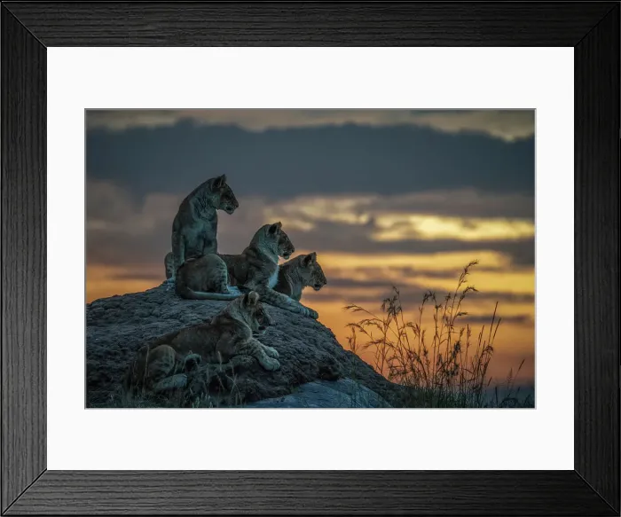 Framed Print : Lion cubs in the Maasaimara grassland, Kenya Framed Print : Lion cubs in the Maasaimara grassland, Kenya