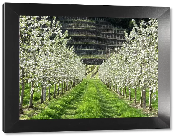 Apple blossoms in springtime, Valtellina, Sondrio Province, Lombardy, Italy