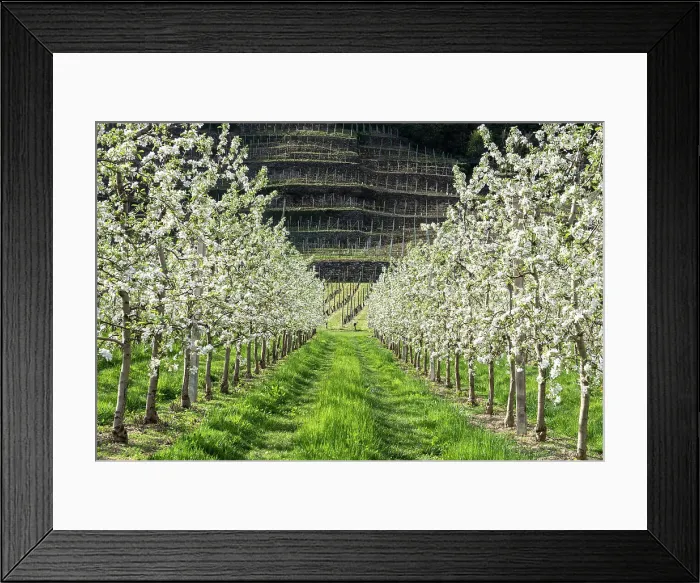 Framed Print : Apple blossoms in springtime, Valtellina, Sondrio Province, Lombardy, Italy Framed Print : Apple blossoms in springtime, Valtellina, Sondrio Province, Lombardy, Italy