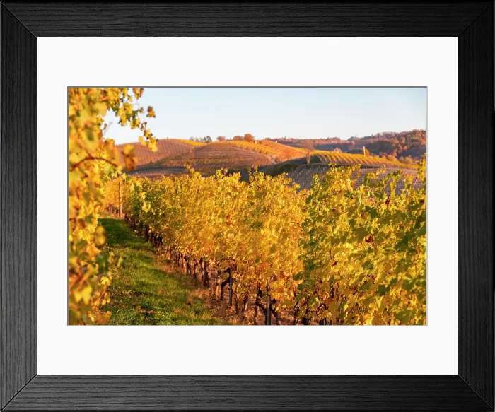 Framed Print : Vineyards in Autumn, Grinzane Cavour, Langhe, Cuneo district, Piedmont, Italy, Europe Framed Print : Vineyards in Autumn, Grinzane Cavour, Langhe, Cuneo district, Piedmont, Italy, Europe