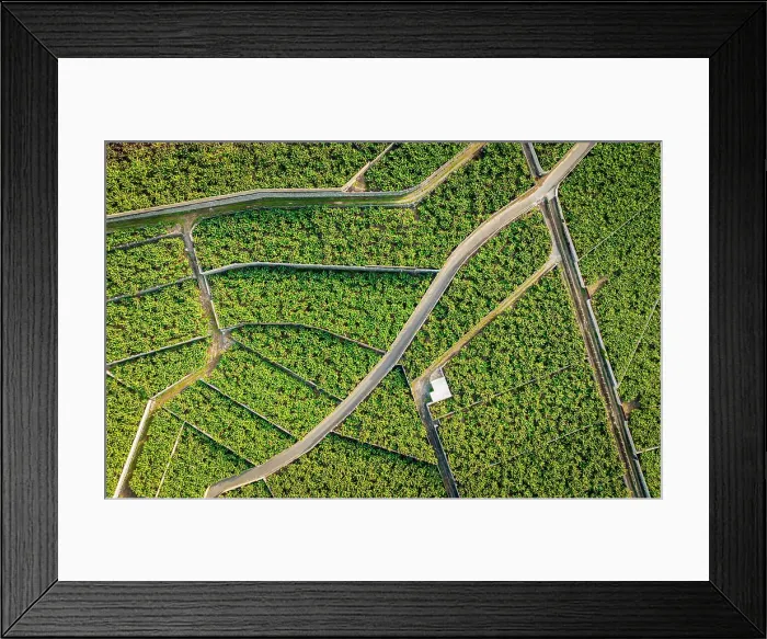 Framed Print : Bananas plantation. Tenerife, Canary islands, Spain Framed Print : Bananas plantation. Tenerife, Canary islands, Spain