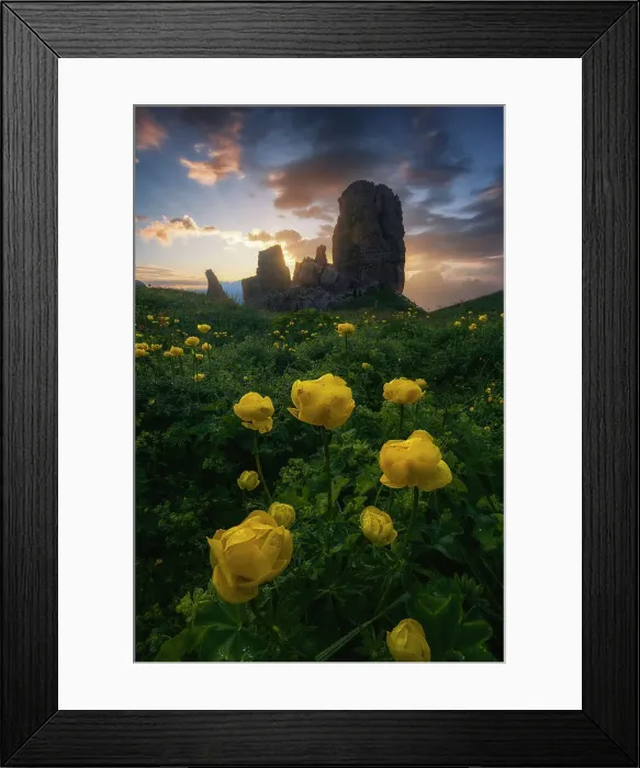 Framed Print : The Cinque Torri in the Ampezzo Dolomites taking the first light of the day together with some globeflowers in the foreground during a summer morning. Dolomites, Italy