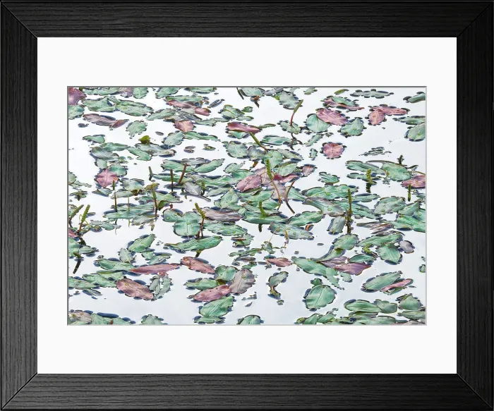 Framed Print : Some weeds on the surface of a lake in the Dolomites. Italy Framed Print : Some weeds on the surface of a lake in the Dolomites. Italy