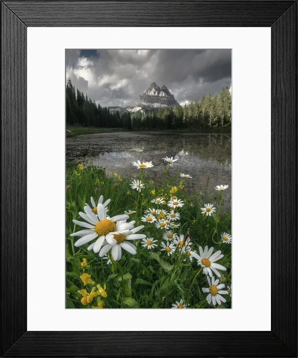 Framed Print : Late afternoon light over the Tre Cime di Lavaredo from the Antorno lake, with some daisies in the foreground. Dolomites, Italy Framed Print : Late afternoon light over the Tre Cime di Lavaredo from the Antorno lake, with some daisies in the foreground. Dolomites, Italy