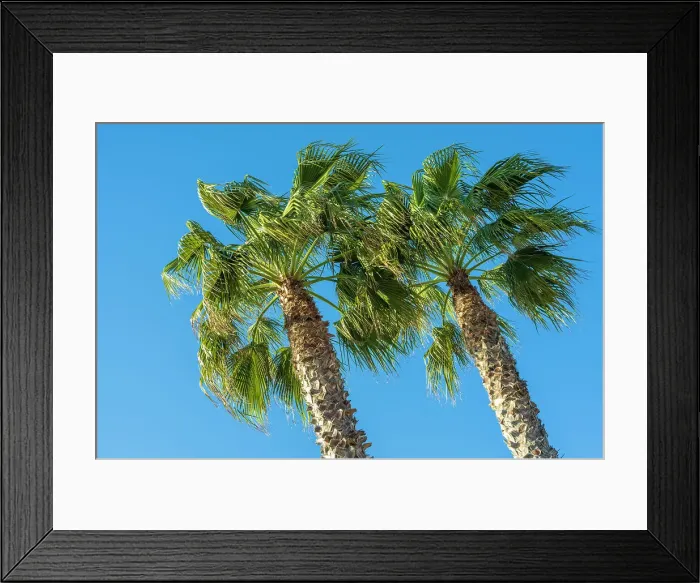 Framed Print : Europe, Italy, Bordighera. Palm trees in the afternoon sun on the beach promenade of Bordighera Framed Print : Europe, Italy, Bordighera. Palm trees in the afternoon sun on the beach promenade of Bordighera