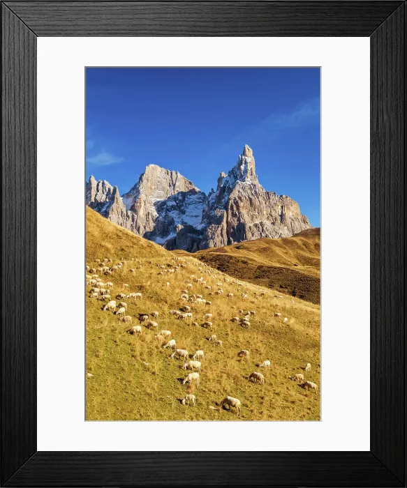 Framed Print : Pale di San Martino & Grazing Pecorino Sheep, Passo Rolle, Dolomites, Trentino-Alto Adige, Italy Framed Print : Pale di San Martino & Grazing Pecorino Sheep, Passo Rolle, Dolomites, Trentino-Alto Adige, Italy