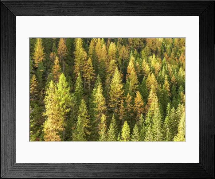 Framed Print : Larch Wood in Autumn, near Cortina, South Tyrol, Dolomites, Italy Framed Print : Larch Wood in Autumn, near Cortina, South Tyrol, Dolomites, Italy