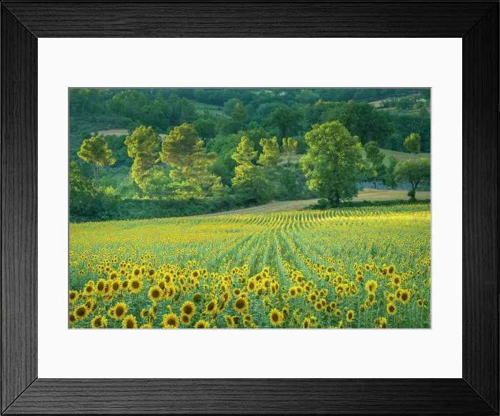Framed Print : Field of Sunflowers, Castel San Felice, Umbria, Italy
