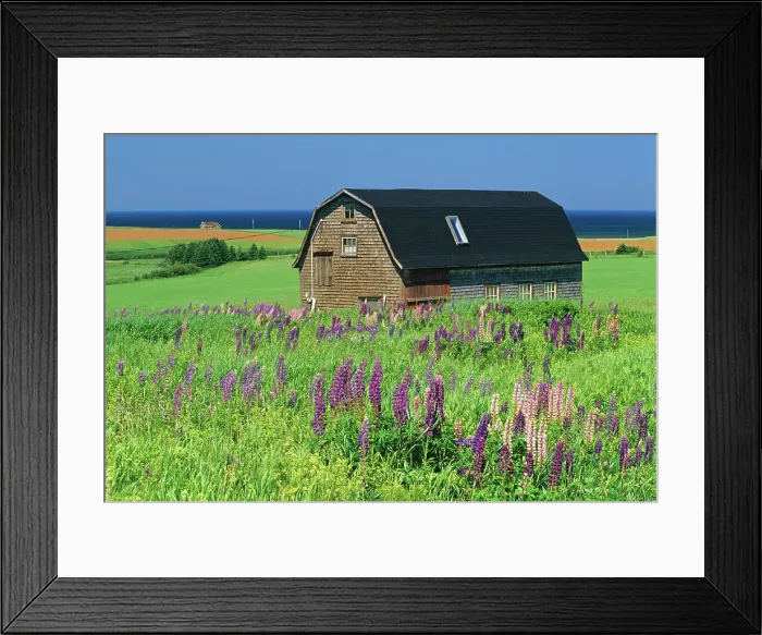 Framed Print : Barn and lupines Seaview, Prince Edward Island, Canada