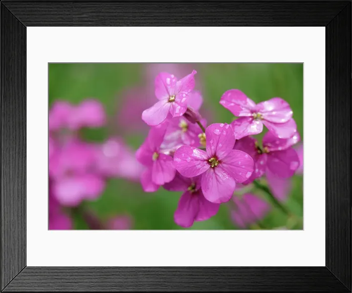 Framed Print : Phlox (Phlox sp. ) in rain French River, Prince Edward Island, Canada Framed Print : Phlox (Phlox sp. ) in rain French River, Prince Edward Island, Canada