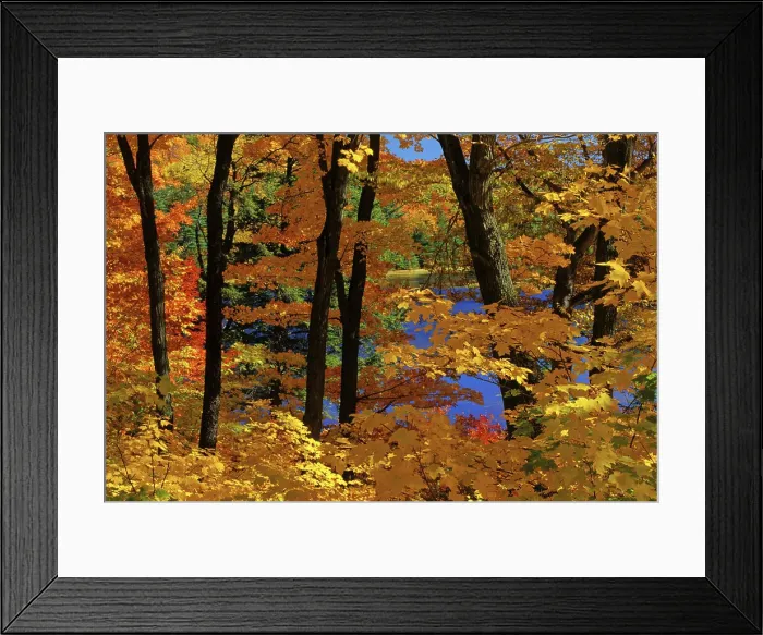 Framed Print : Maple trees in autumn foliage, Quebec, Canada Framed Print : Maple trees in autumn foliage, Quebec, Canada