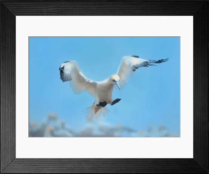 Framed Print : Northern Gannet (Gannet Morus bassanus) in flight over colony on Bonaventure Island off theAtlantic Ocean. Parc national de l'Ile-Bonaventure-et-du-Rocher-Perce, Quebec, Canada Framed Print : Northern Gannet (Gannet Morus bassanus) in flight over colony on Bonaventure Island off theAtlantic Ocean. Parc national de l'Ile-Bonaventure-et-du-Rocher-Perce, Quebec, Canada