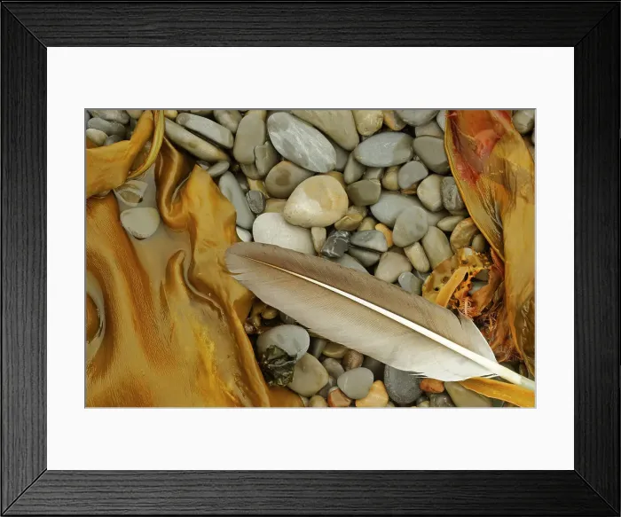 Framed Print : Feather, seaweed and rocks along the shoreline of the Atlantic Ocean Forillon National Park, Quebec, Canada Framed Print : Feather, seaweed and rocks along the shoreline of the Atlantic Ocean Forillon National Park, Quebec, Canada