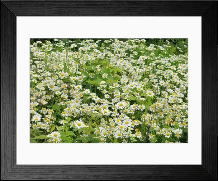 Framed Print : common or oxeye daisy (Leucanthemum vulgare or Chrysanthemum leucanthemum) flowers Grand Manan Island, New Brunswick, Canada Framed Print : common or oxeye daisy (Leucanthemum vulgare or Chrysanthemum leucanthemum) flowers Grand Manan Island, New Brunswick, Canada