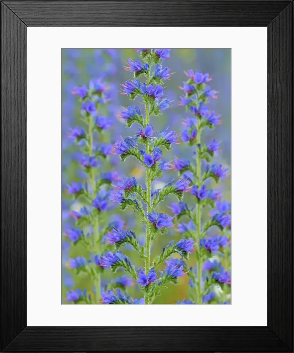 Framed Print : Viper's Bugloss (Echium vulgare ) Framed Print : Viper's Bugloss (Echium vulgare )