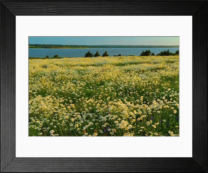 Framed Print : Field of common or oxeye daisy (Leucanthemum vulgare or Chrysanthemum leucanthemum) flowers at sunset Greenwich, Prince Edward Island, Canada Framed Print : Field of common or oxeye daisy (Leucanthemum vulgare or Chrysanthemum leucanthemum) flowers at sunset Greenwich, Prince Edward Island, Canada