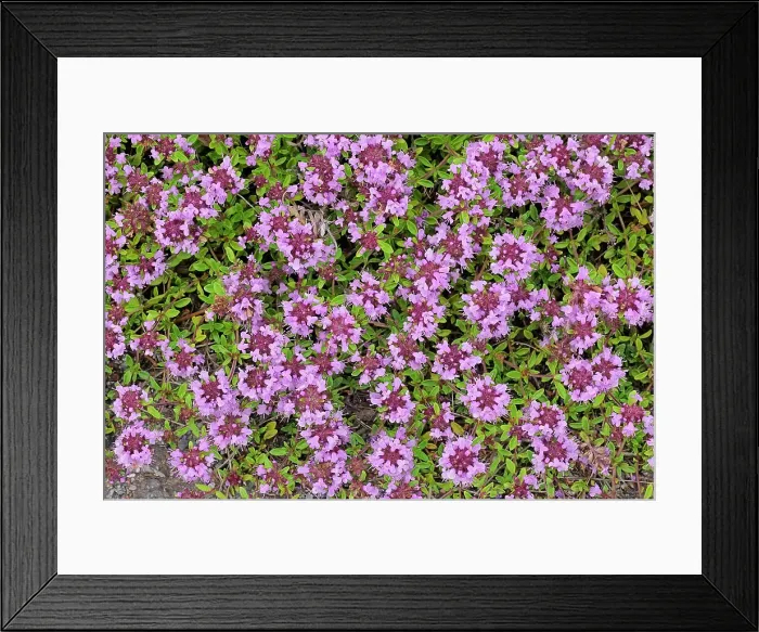 Framed Print : Creeping thyme (Thymus serpyllum) at Brackley Beach, Prince Edward Island National Park, Prince Edward Island Canada Framed Print : Creeping thyme (Thymus serpyllum) at Brackley Beach, Prince Edward Island National Park, Prince Edward Island Canada