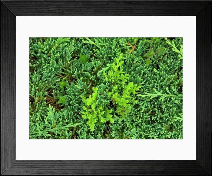 Framed Print : Clubmoss at Brackley Beach Prince Edward Island National Park, Prince Edward Island, Canada