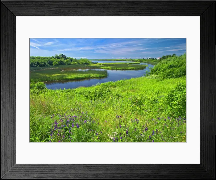 Framed Print : Wildflowers on the coast West Cape, Prince Edward Island, Canada