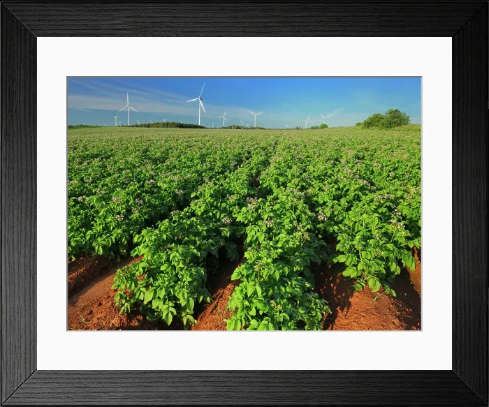 Framed Print : Potato field, red soil and wind turbines West Cape Prince Edward Island Canada Framed Print : Potato field, red soil and wind turbines West Cape Prince Edward Island Canada