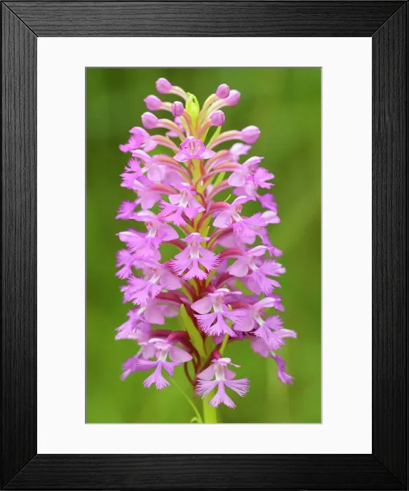 Framed Print : Large purple fringed orchid blossom (Platanthera grandiflora) Framed Print : Large purple fringed orchid blossom (Platanthera grandiflora)