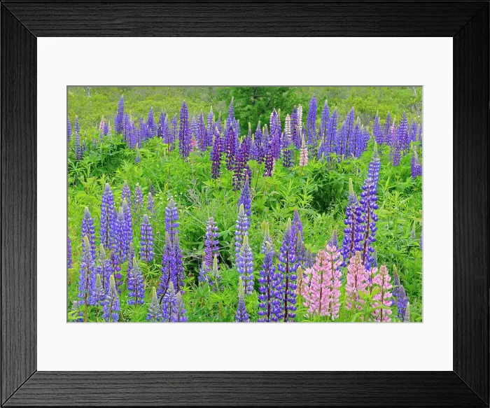 Framed Print : Lupines (Lupinus sp. ) blossoms Lunenberg, Nova Scotia, Canada Framed Print : Lupines (Lupinus sp. ) blossoms Lunenberg, Nova Scotia, Canada