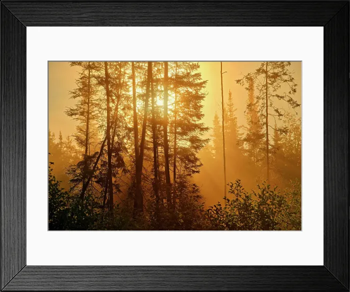 Framed Print : Fog in boreal forest at sunrise Latulipe, Quebec, Canada Framed Print : Fog in boreal forest at sunrise Latulipe, Quebec, Canada