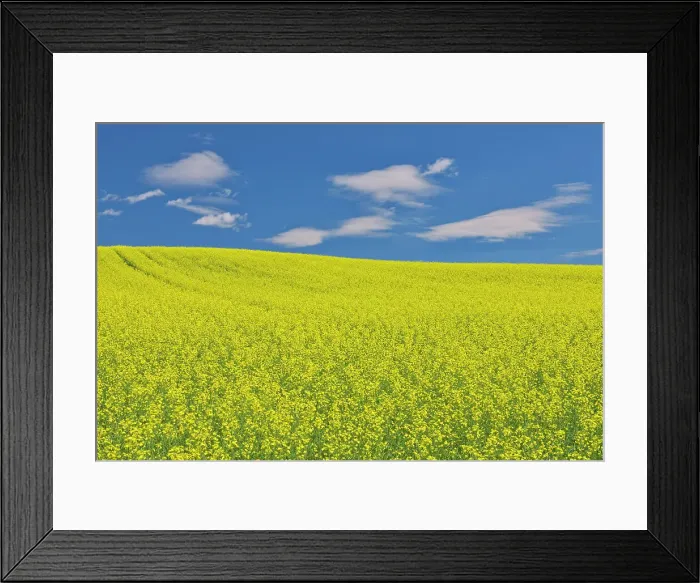 Framed Print : Canola crop in bloom Duhamel, Quebec, Canada Framed Print : Canola crop in bloom Duhamel, Quebec, Canada