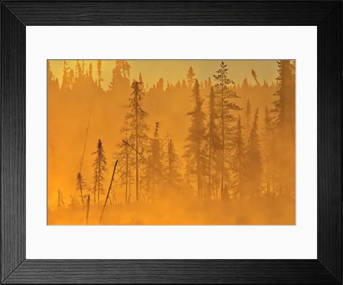 Framed Print : Morning light in the boreal forest Chibougameau, Quebec, Canada
