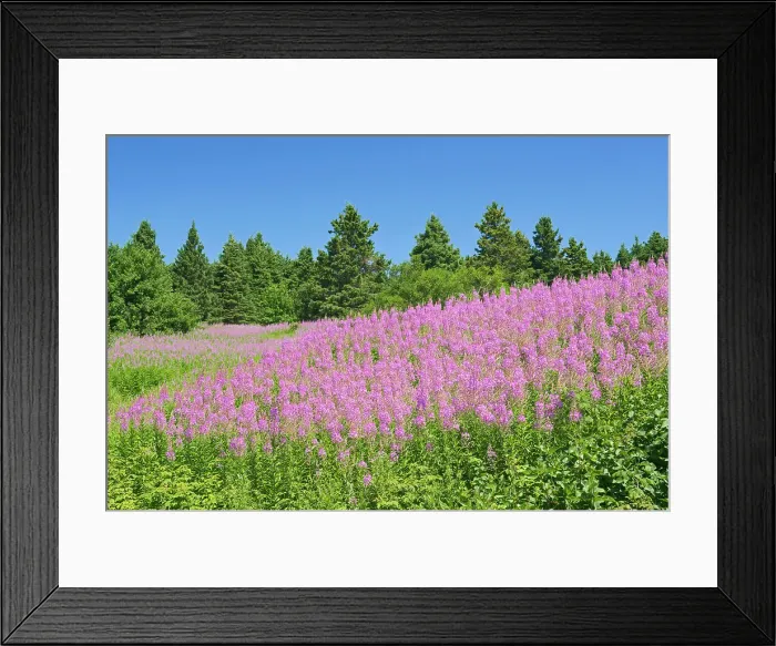 Framed Print : Fireweed Fireweed (Epilobium sp. ) wildflowers St. George_De-Malbaie, Quebec, Canada Framed Print : Fireweed Fireweed (Epilobium sp. ) wildflowers St. George_De-Malbaie, Quebec, Canada