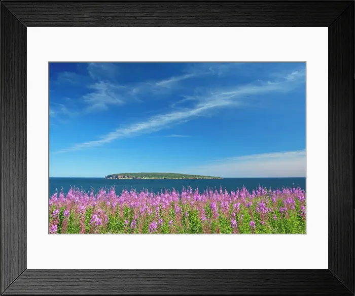 Framed Print : Fireweed wildflowers and Bonaventure Island in the Atlantic Ocean at the end of the Gaspe Peninsula. Parc national de l'Ile-Bonaventure-et-du-Rocher-Perce. Perce, Quebec, Canada Perce, Quebec, Canada Framed Print : Fireweed wildflowers and Bonaventure Island in the Atlantic Ocean at the end of the Gaspe Peninsula. Parc national de l'Ile-Bonaventure-et-du-Rocher-Perce. Perce, Quebec, Canada Perce, Quebec, Canada