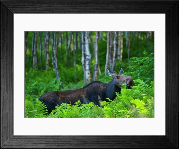 Framed Print : Moose (Alces alces) in the boreal forest. This is a provincial park and not a true Canadian national park. Parc national de la Gaspesie, Quebec, Canada Framed Print : Moose (Alces alces) in the boreal forest. This is a provincial park and not a true Canadian national park. Parc national de la Gaspesie, Quebec, Canada