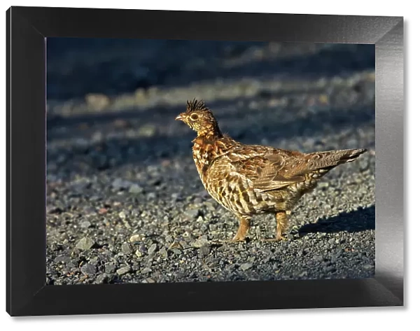 Ruffed grouse (Bonasa umbellus) on gravel road. This is a provincial park and not a true Canadian national park. Quebec Parc national de la Gaspesie Canada