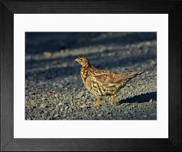 Framed Print : Ruffed grouse (Bonasa umbellus) on gravel road. This is a provincial park and not a true Canadian national park. Quebec Parc national de la Gaspesie Canada Framed Print : Ruffed grouse (Bonasa umbellus) on gravel road. This is a provincial park and not a true Canadian national park. Quebec Parc national de la Gaspesie Canada