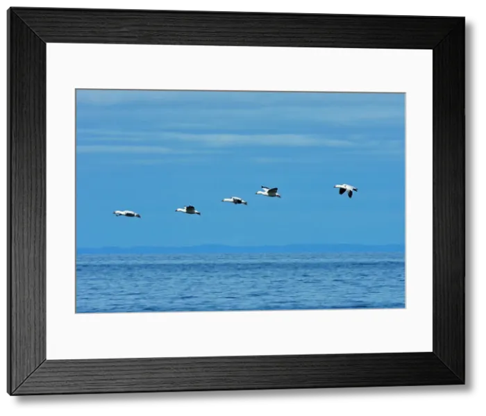 Framed Print : Snow goose (Anser caerulescens) in the Saint-Lawrence River Saint-Ulric, Quebec, Canada Framed Print : Snow goose (Anser caerulescens) in the Saint-Lawrence River Saint-Ulric, Quebec, Canada