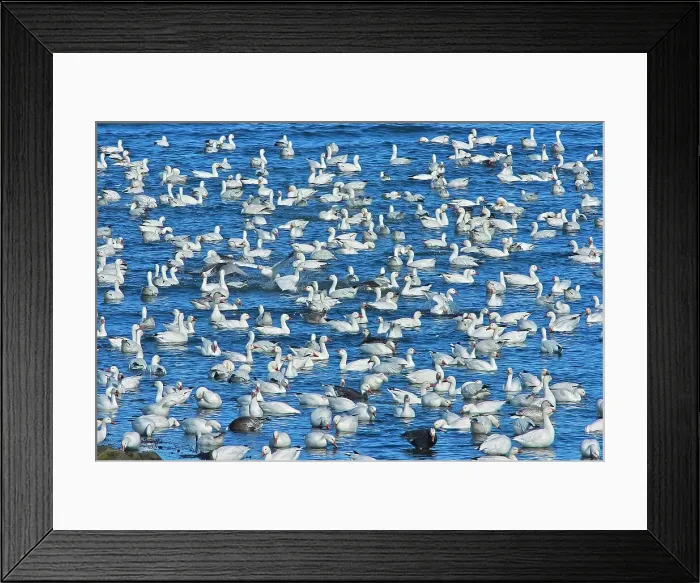 Framed Print : Snow goose (Anser caerulescens) in the Saint-Lawrence River Saint-Ulric, Quebec, Canada