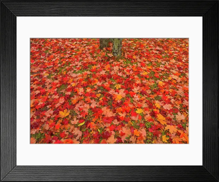 Framed Print : Sugar maple (Acer saccharum) leaves and tree trunk Rimouski, Quebec, Canada Framed Print : Sugar maple (Acer saccharum) leaves and tree trunk Rimouski, Quebec, Canada