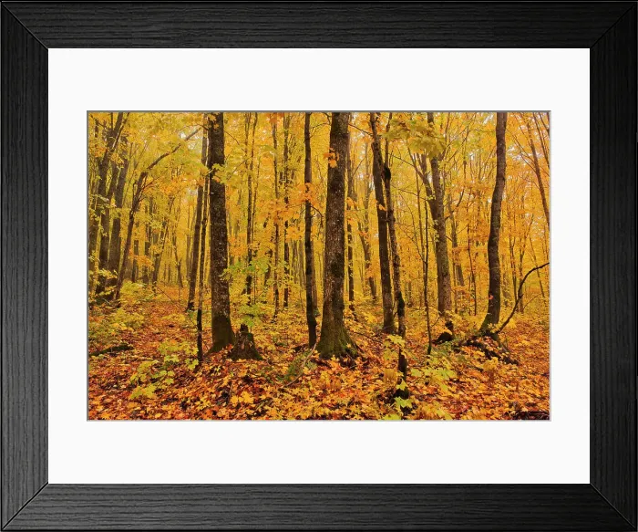 Framed Print : Autumn colors of maple hardwood forest in Les Notre-Dame Mountains (Appalachian Mountains). Great Lakes - St. Lawrence Forest Region. Reserve faunique de Rimouski, Quebec, Canada Framed Print : Autumn colors of maple hardwood forest in Les Notre-Dame Mountains (Appalachian Mountains). Great Lakes - St. Lawrence Forest Region. Reserve faunique de Rimouski, Quebec, Canada