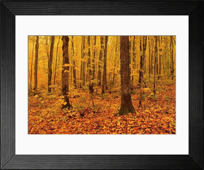 Framed Print : Maple forest in Les Notre-Dame Mountains (Appalachian Mountains). Great Lakes - St. Lawrence Forest Region. Reserve faunique de Rimouski, Quebec, Canada Framed Print : Maple forest in Les Notre-Dame Mountains (Appalachian Mountains). Great Lakes - St. Lawrence Forest Region. Reserve faunique de Rimouski, Quebec, Canada