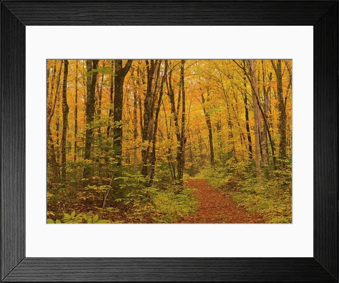 Framed Print : Path in the Acadian forest in autumn foliage. Aroostook, New Brunswick, Canada Framed Print : Path in the Acadian forest in autumn foliage. Aroostook, New Brunswick, Canada