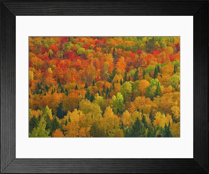 Framed Print : Acadian forest in autumn foliage. Near Edmunston. Madawaska County, Saint-Joseph, New Brunswick, Canada Framed Print : Acadian forest in autumn foliage. Near Edmunston. Madawaska County, Saint-Joseph, New Brunswick, Canada