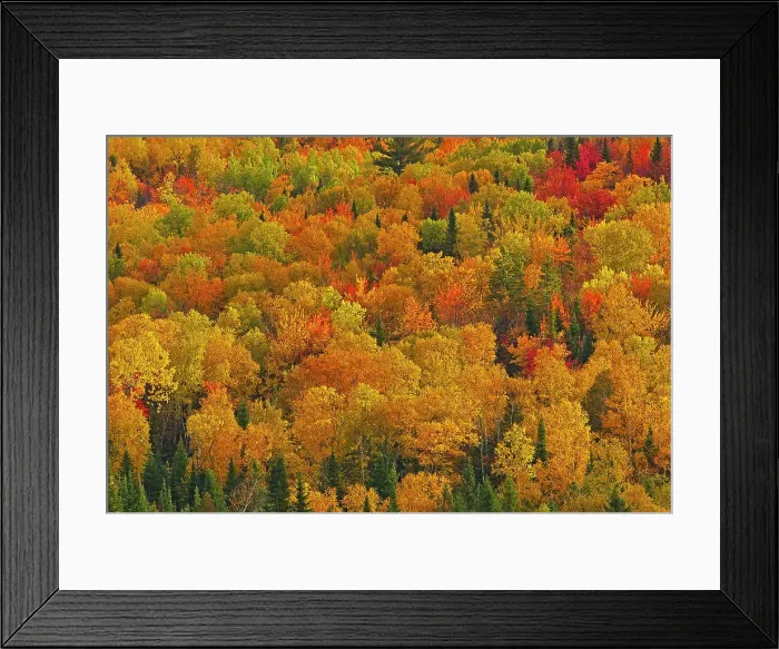 Framed Print : Acadian forest in autumn foliage. Near Edmunston. Madawaska County, Saint-Joseph, New Brunswick, Canada Framed Print : Acadian forest in autumn foliage. Near Edmunston. Madawaska County, Saint-Joseph, New Brunswick, Canada